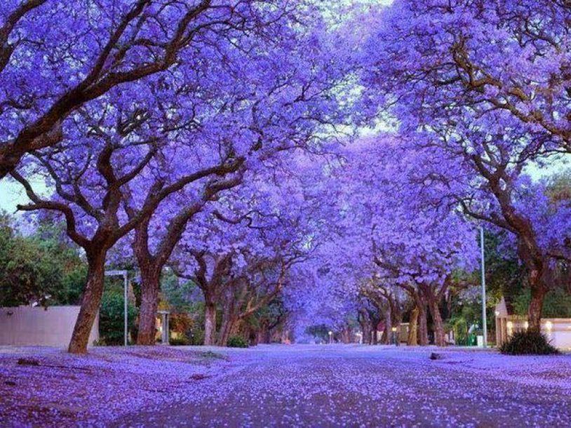 Cây HOA PHƯỢNG TÍM chùm ớt đà lạt- hàng gửi đi nguyên bầu giống