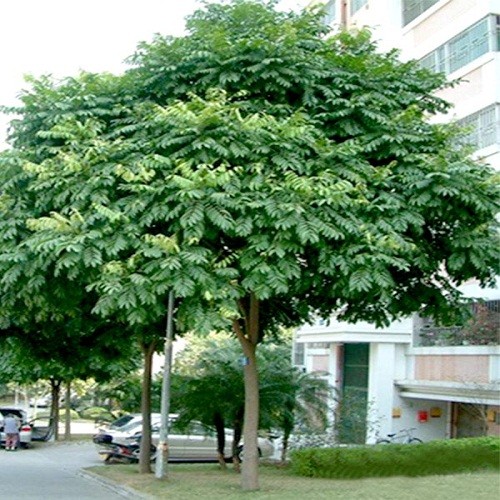 Cây giống sấu ghép sai quả