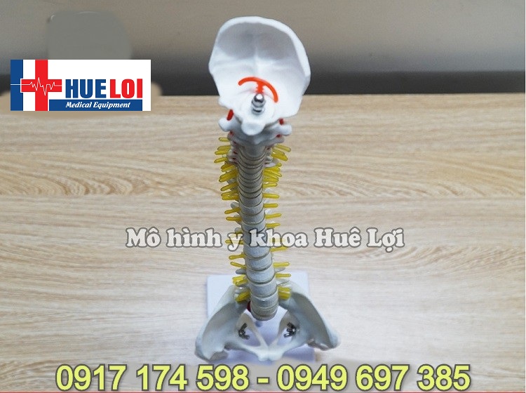 [HCM]Mô hình xương cột sống 45cm
