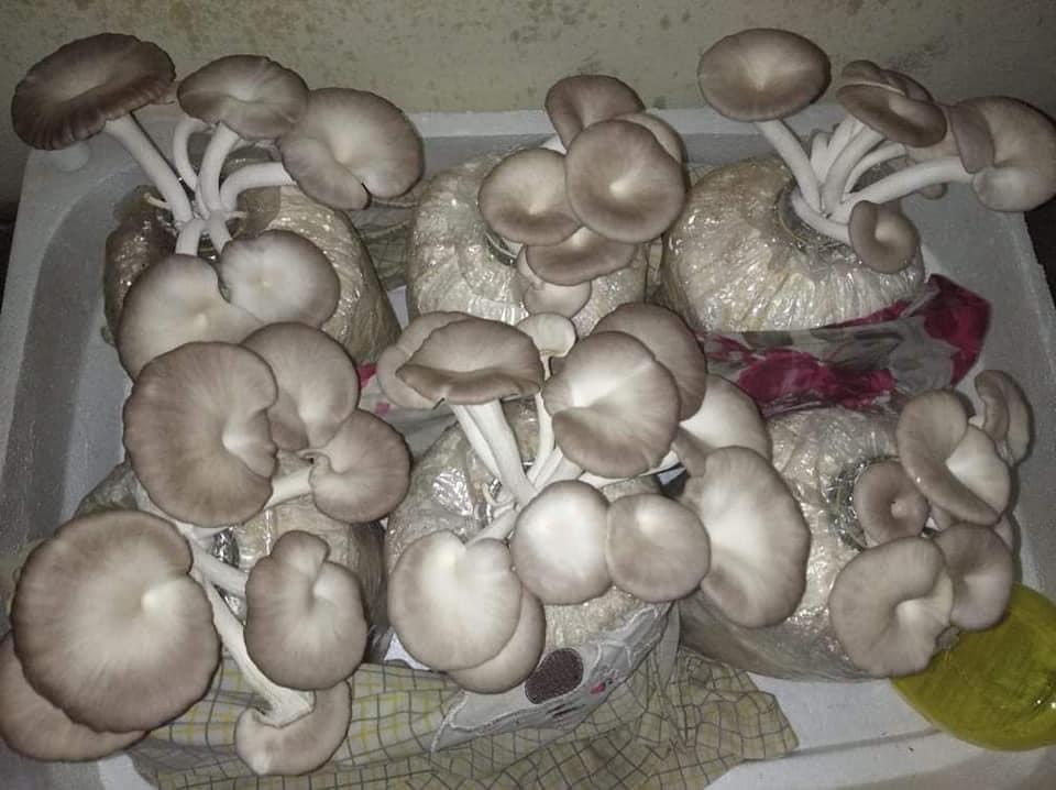 Phôi nấm Bào ngư (Kiện 9 phôi nấm)