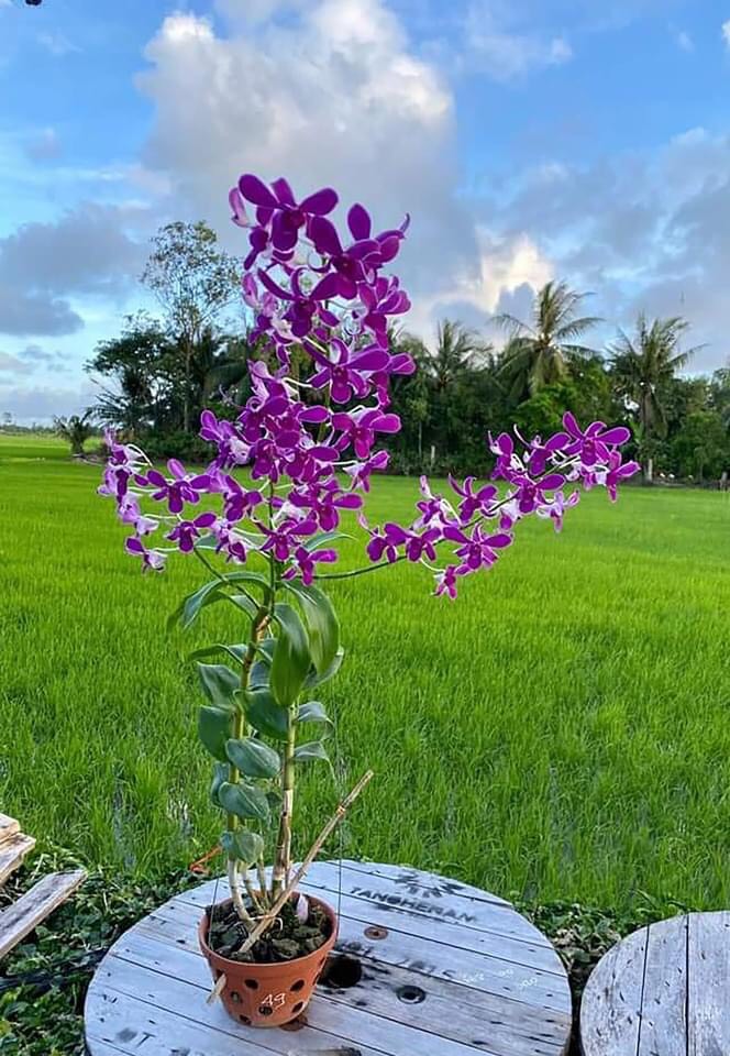 HOA LAN NẮNG 114