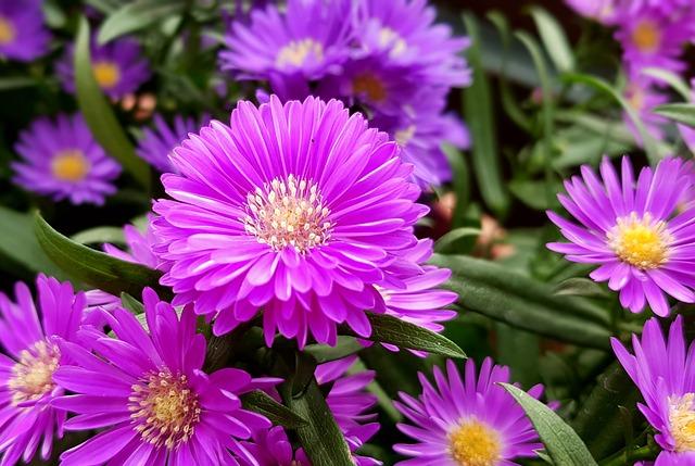 Hạt Giống Hoa Cúc Thạch Thảo ( 50 Hạt)