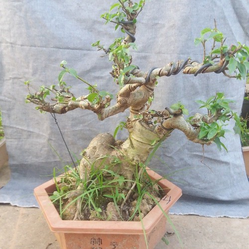 Cây sung bonsai để bàn