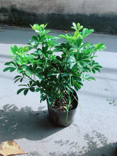 Cây Ngũ Gia Bì Size Lớn
