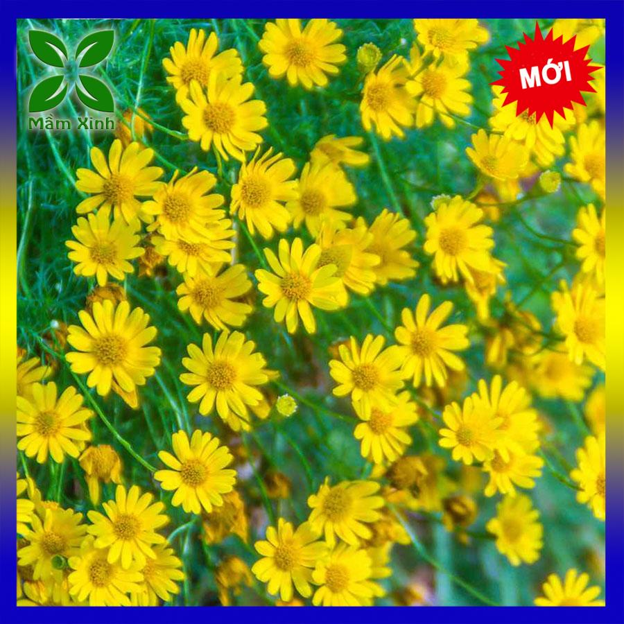 Hạt Giống Cúc Sao Băng HN009