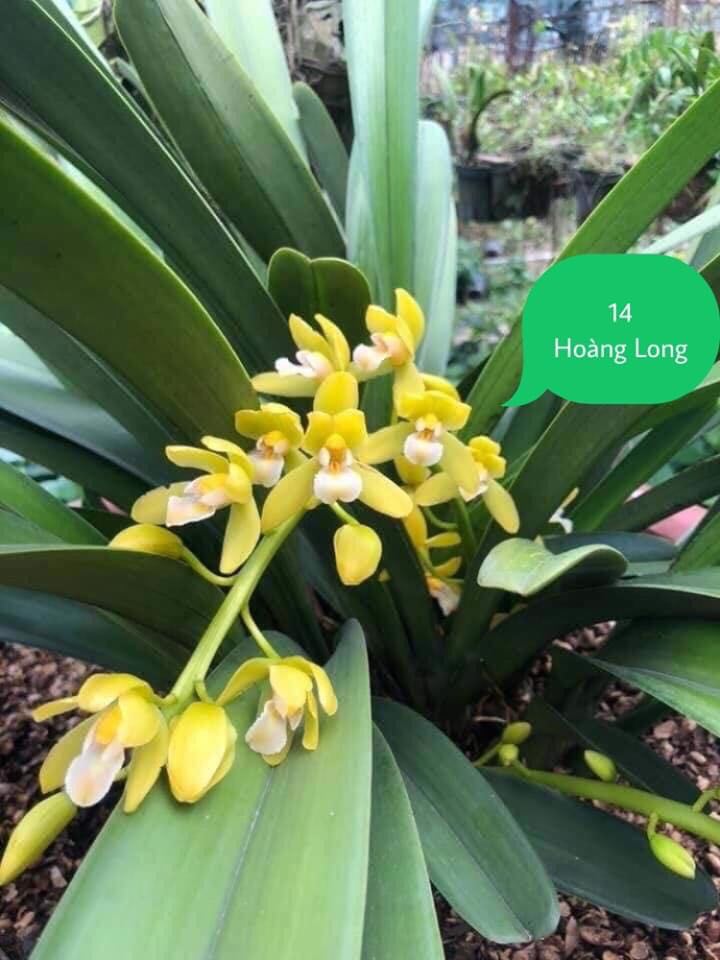 1 THÂN HOA LAN KIẾM  THÁI LAN - MẶT HOA XỔ SỐ