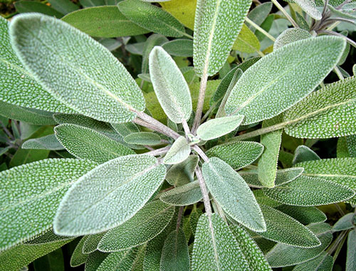 Gói 20  hạt giống Xô Thơm Sage