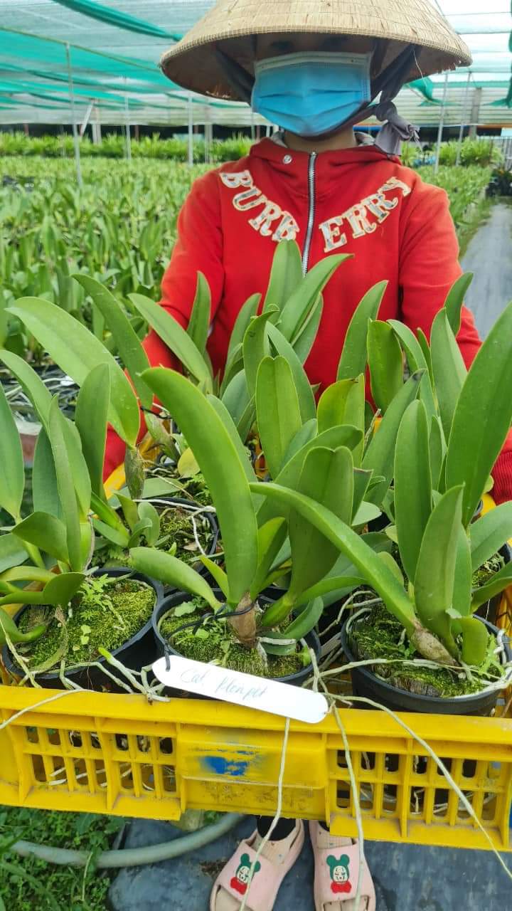 Hoa lan Cattleya Plonpit chậu trưởng thành, nhiều thân