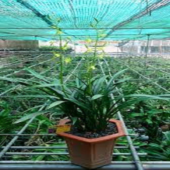 CHẬU ĐỊA LAN THANH NGỌC