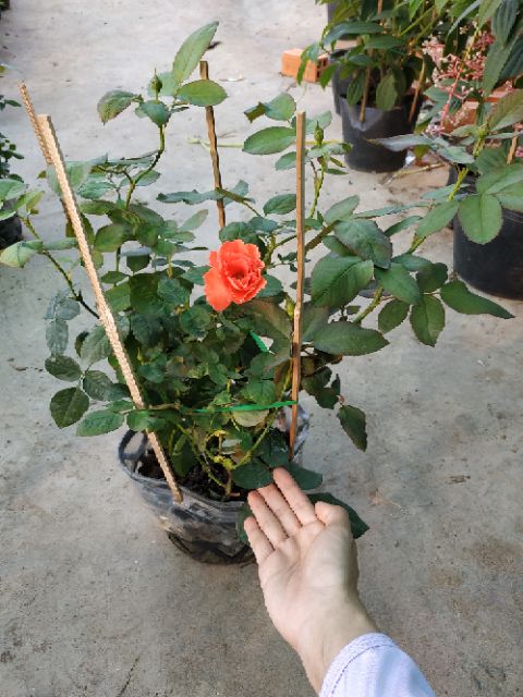Cây đẹp, Cây Hồng Lửa Sa Đéc (hồng bụi)