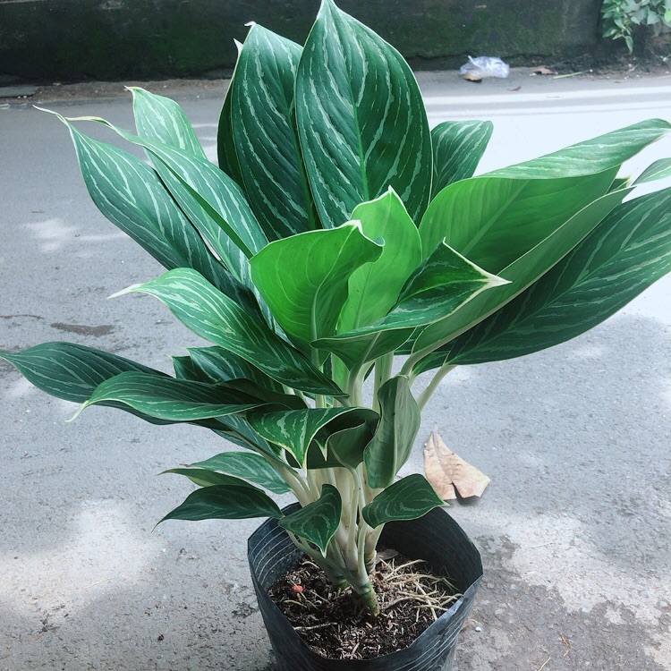 Cây Bạch Mã Hoàng Tử