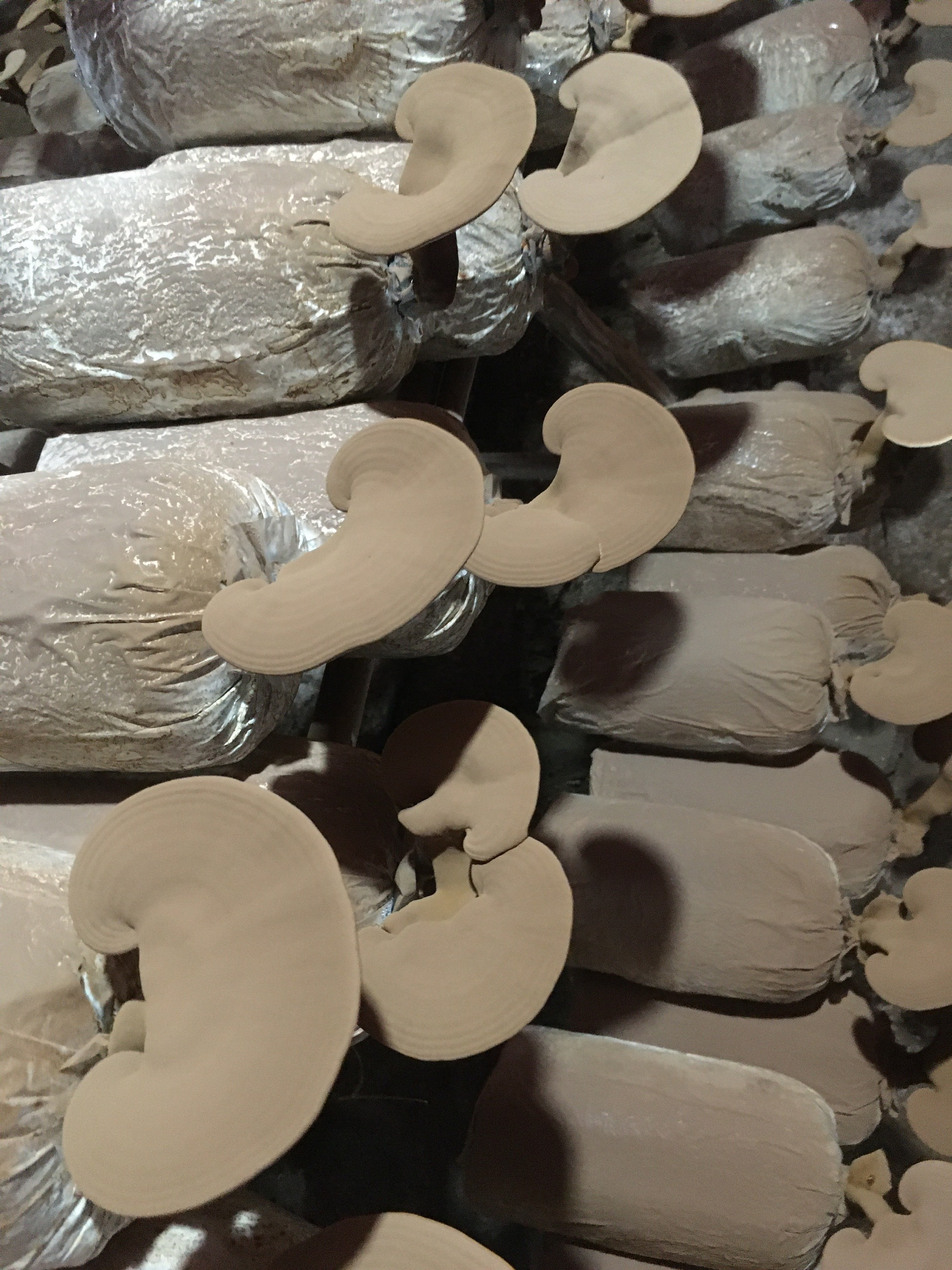 Trà Linh Chi SAU GIANG REISHI (KLT 70g, chế biến từ nấm linh chi còn nguyên bàu tử)