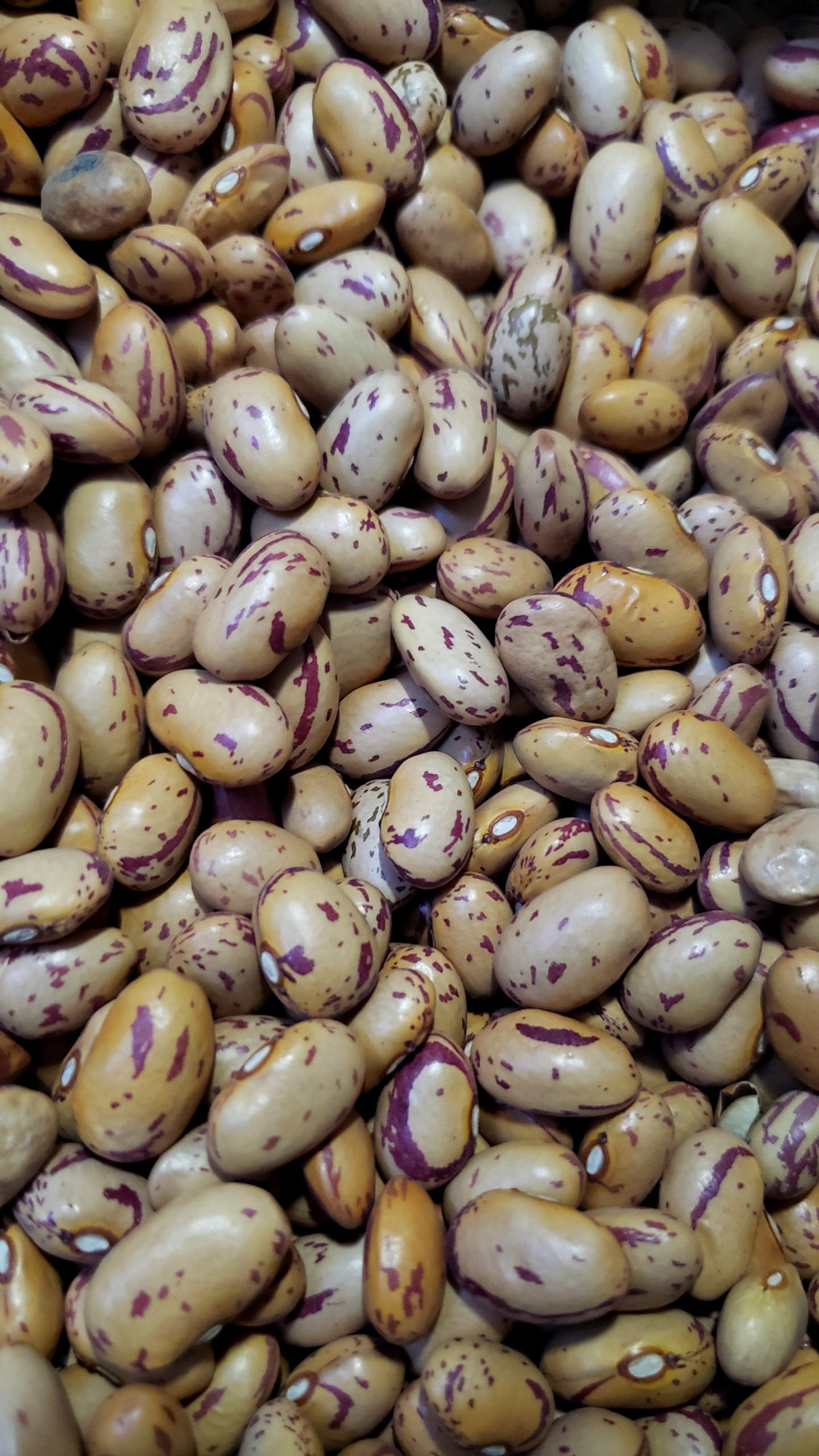 [HCM]Đậu Cúc Pinto - Argentina 500g