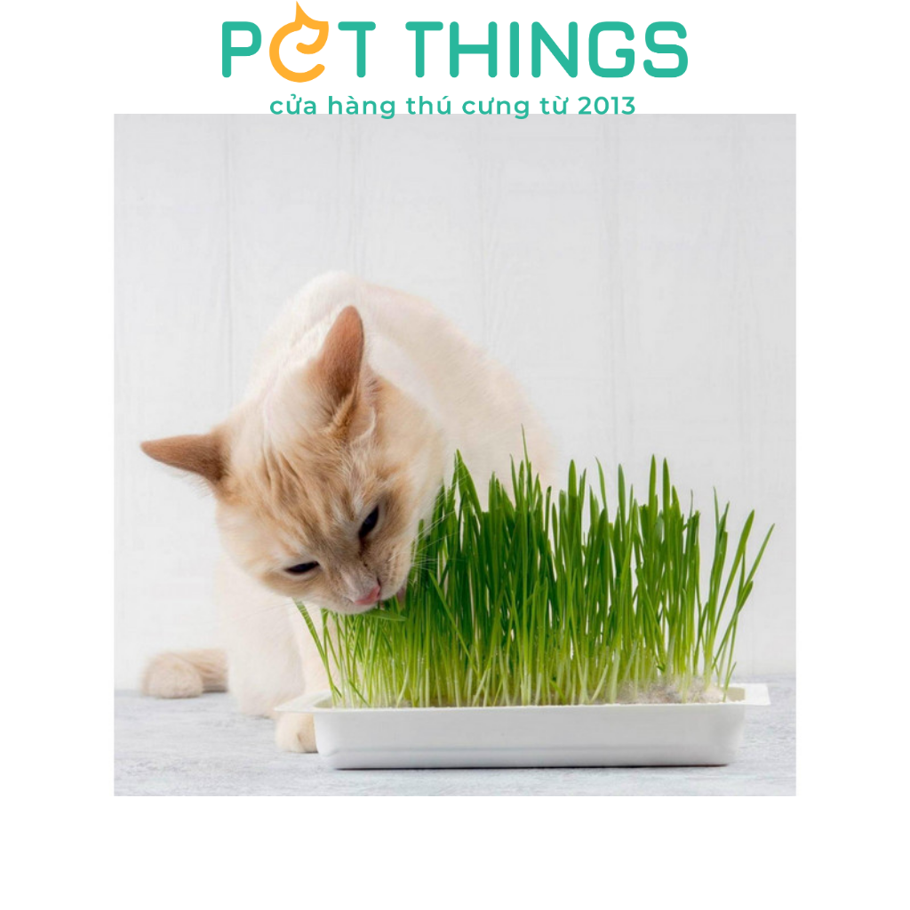 WHEATGRASS SEED FOR CAT