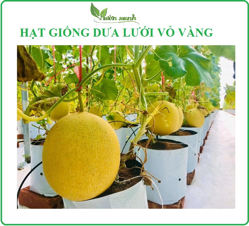 HẠT GIỐNG DƯA LƯỚI VỎ VÀNG 10 hạt