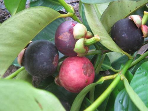 CÂY GIỐNG MĂNG CỤT Thái