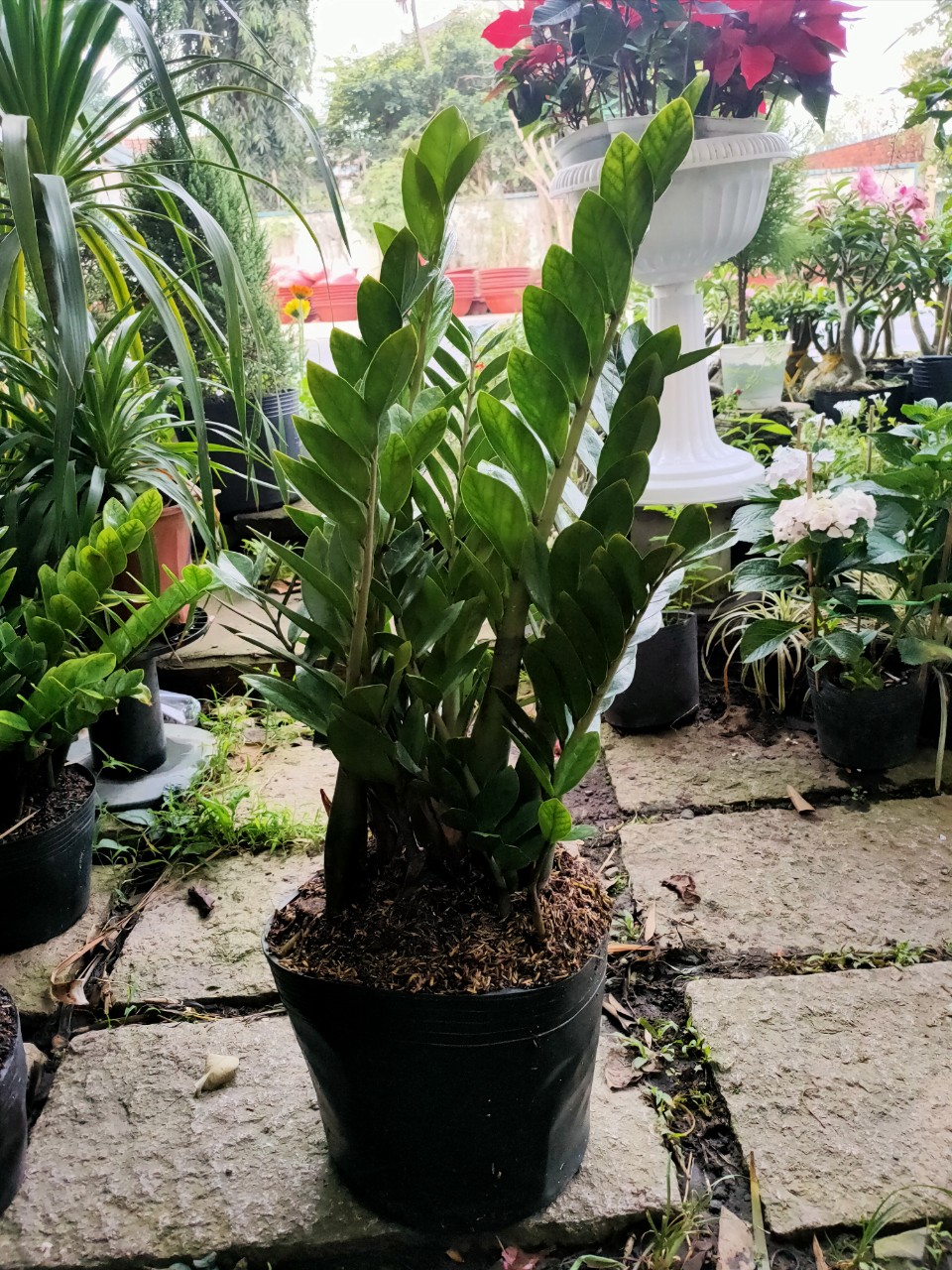 Cây Kim Tiền size 75 đến 80cm (cây phong thủy)