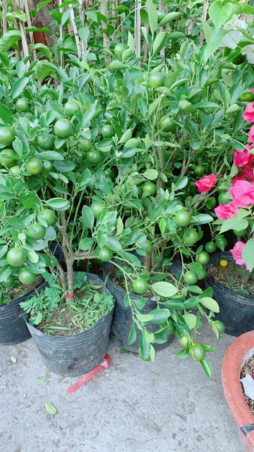 Cây Tắc Kiểng (Quất Kiểng)