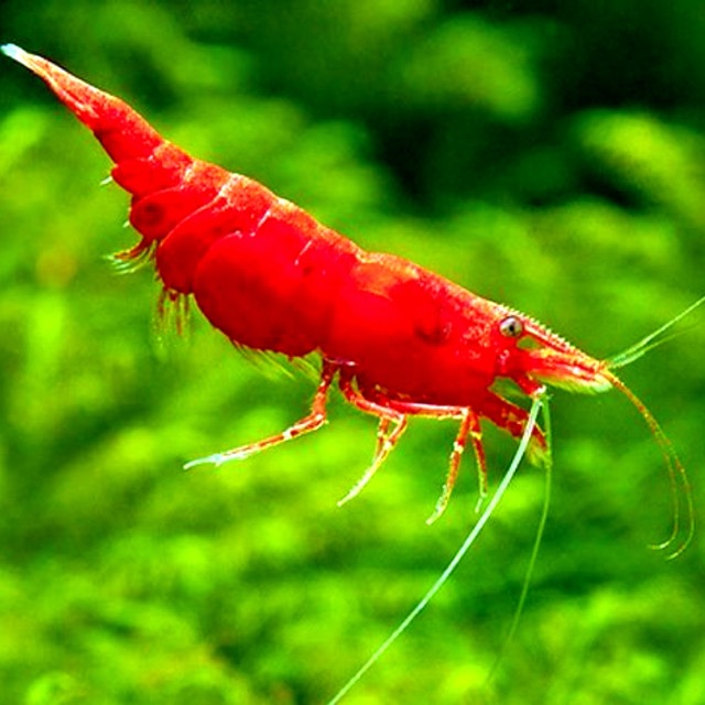 tép đỏ - trang trí hồ