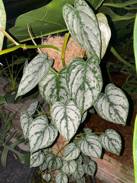 Cây philodendron brandtianum