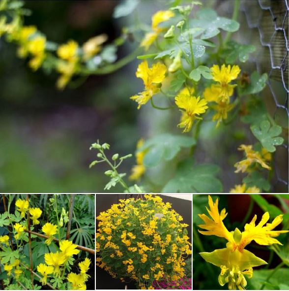 Hạt giống Hoa dây leo phượng hoàng -  gói 5 hạt