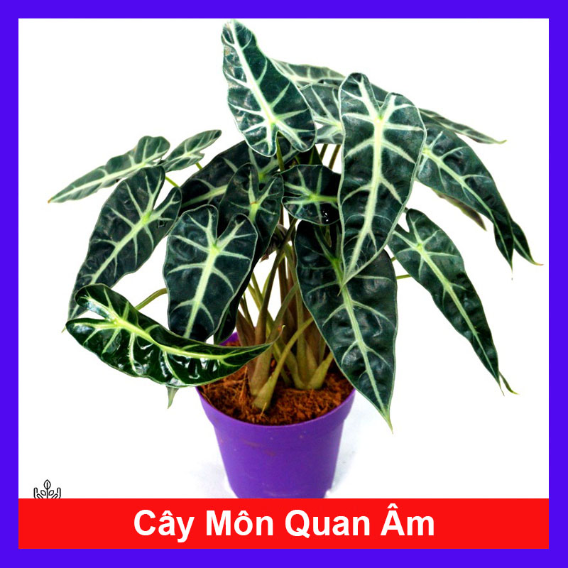 Cây môn quan âm - Cây cảnh trang trí trong nhà
