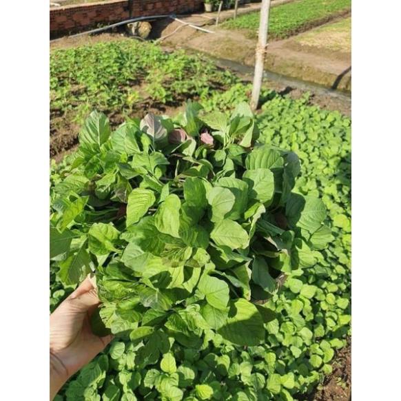 10gr hạt giống rau dền cơm Rạng Đông