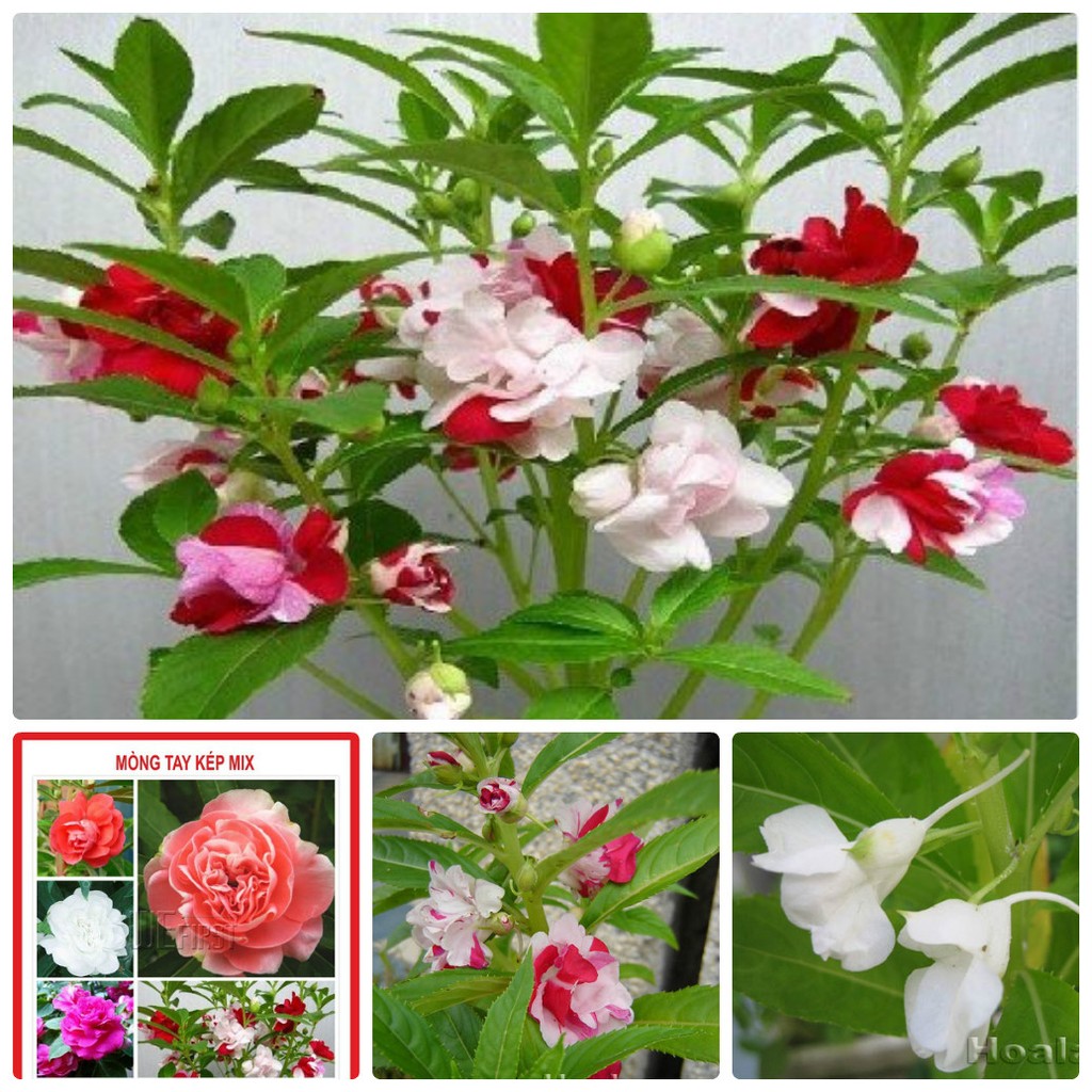 "Gói 50 Hạt " Hạt giống Hoa móng tay kép Mix Màu