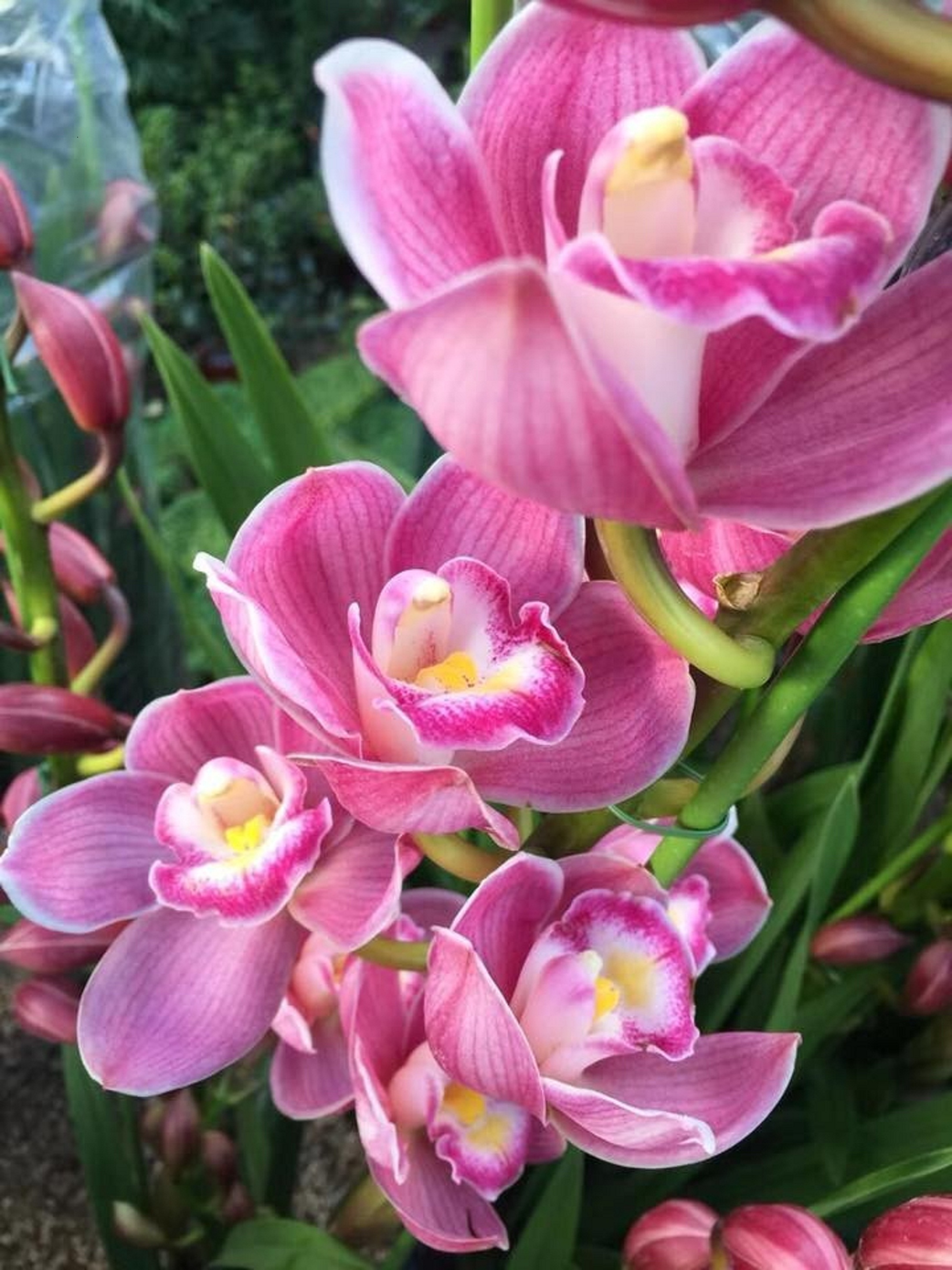 CỦ HOA GIỐNG ĐỊA LAN SANTO CÓ ĐỦ 10 MÀU