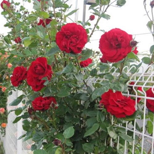 Hạt Hoa Hồng Leo Đỏ Giống. Túi 10 Hạt Loại Dễ Trồng - Chất Lượng Cao.