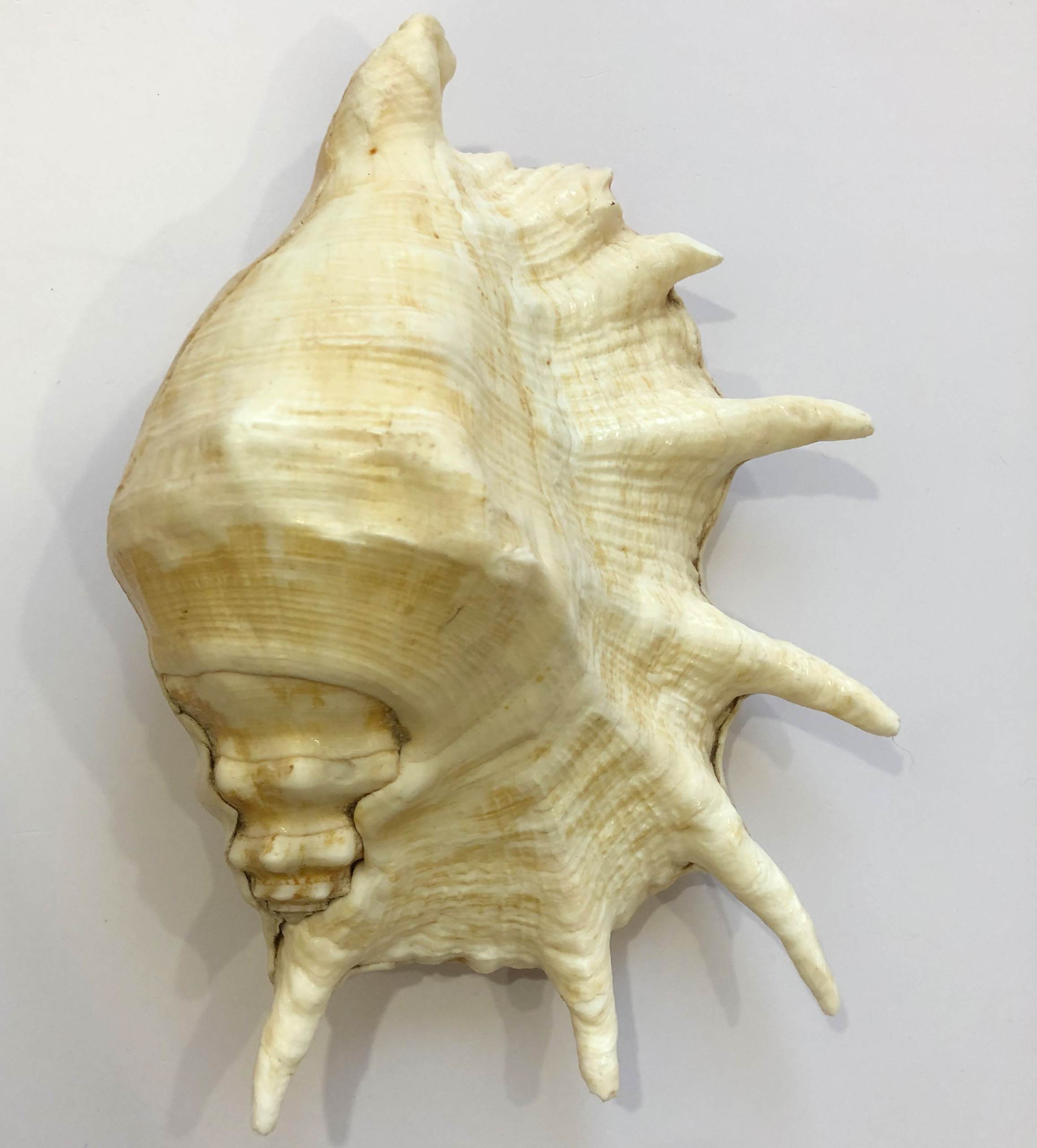 Vỏ ốc Tai Bẹ size 25cm