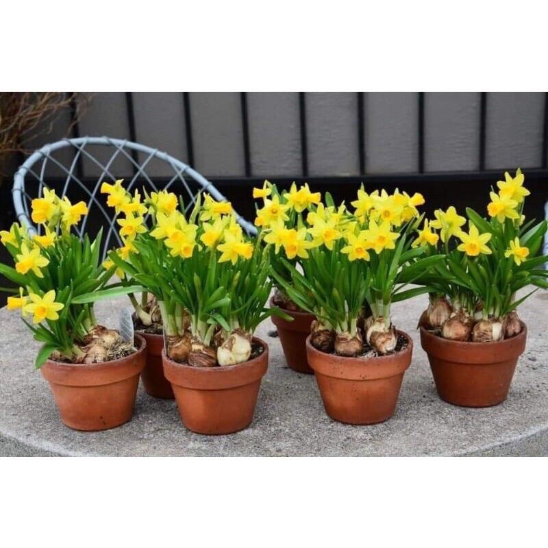 Củ hoa thủy tiên kép sỉ 4k (set 5 củ)