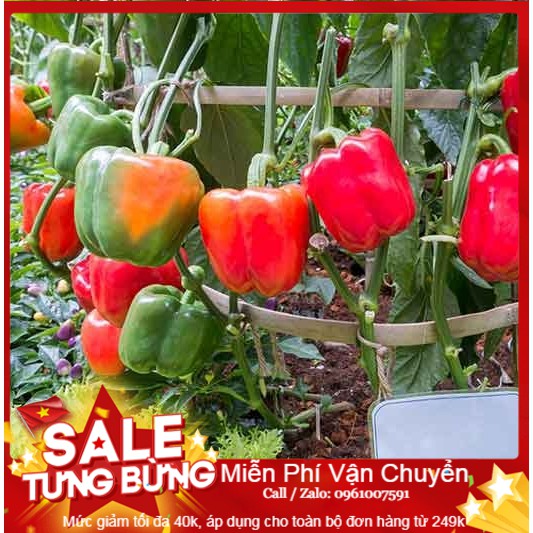 Hạt giống ớt ngọt f1 - 30 hạt