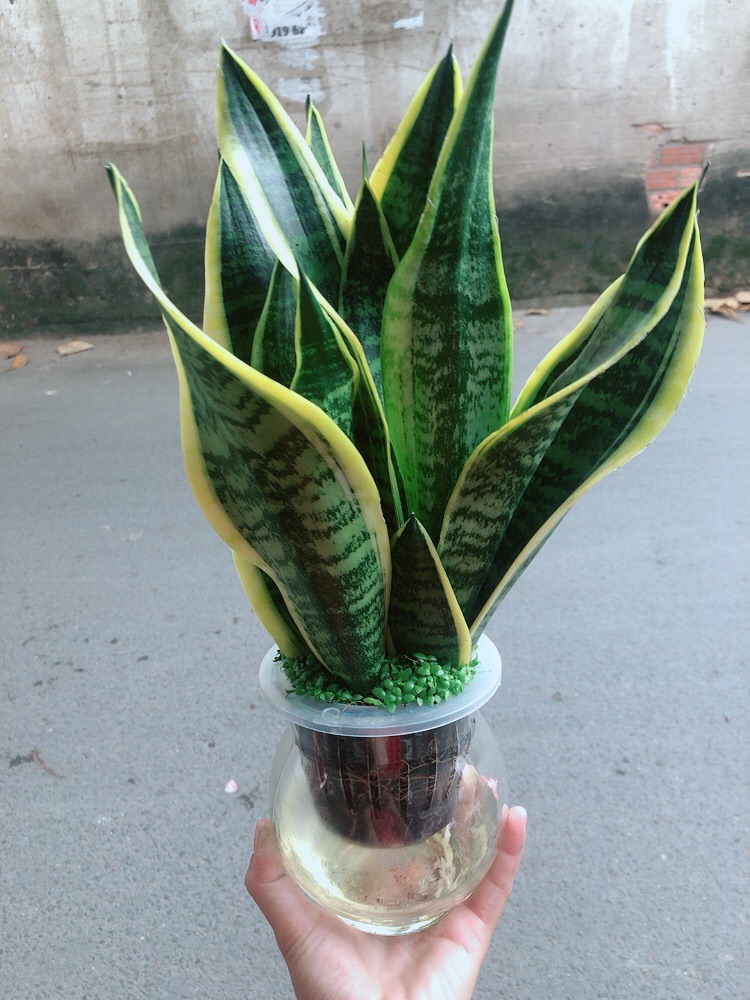 [HCM]Chậu Lưỡi Hổ Vàng Thuỷ Canh