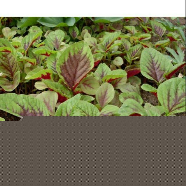 Hạt Giống Dền 3 Màu Phú Nông 50gram