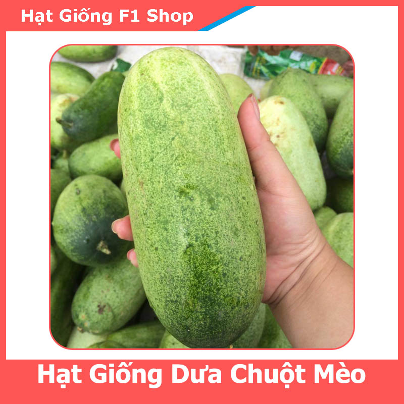 Hạt Giống Dưa Chuột Mèo (Dưa Mèo) Siêu To (20 H) (358.F1)