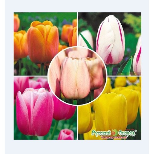 Combo 5 củ giống hoa tulip mix màu