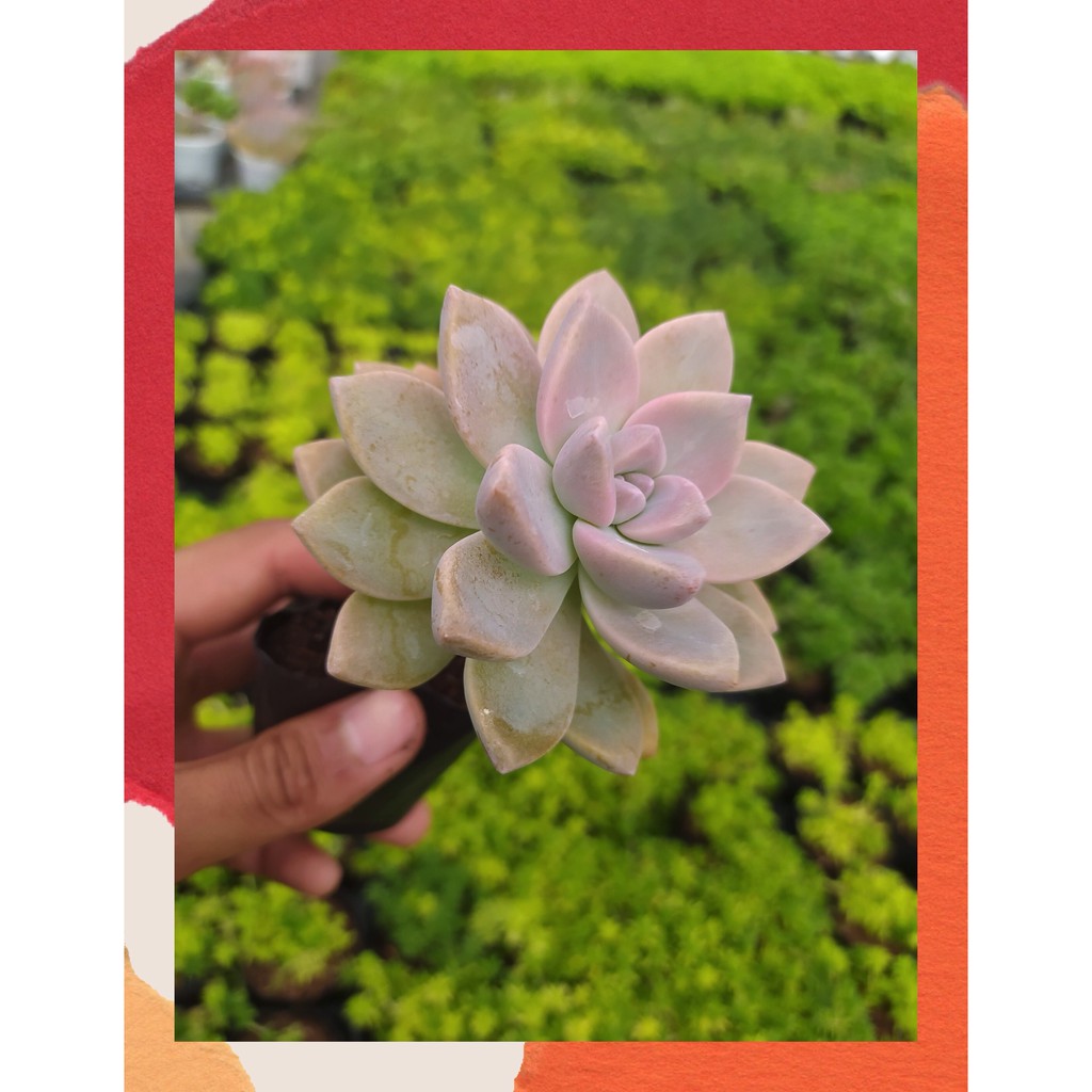 SEN ĐÁ PINK GEM CỔ THỤ ĐÀ LẠT SIZE BÉ  HƯ 1 ĐỔI 1  SIÊU CUTE