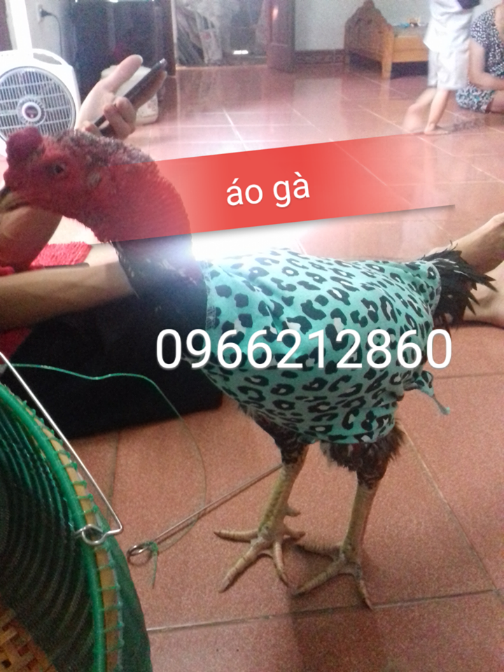 Combo Phụ Kiện Tập lực cho Gà