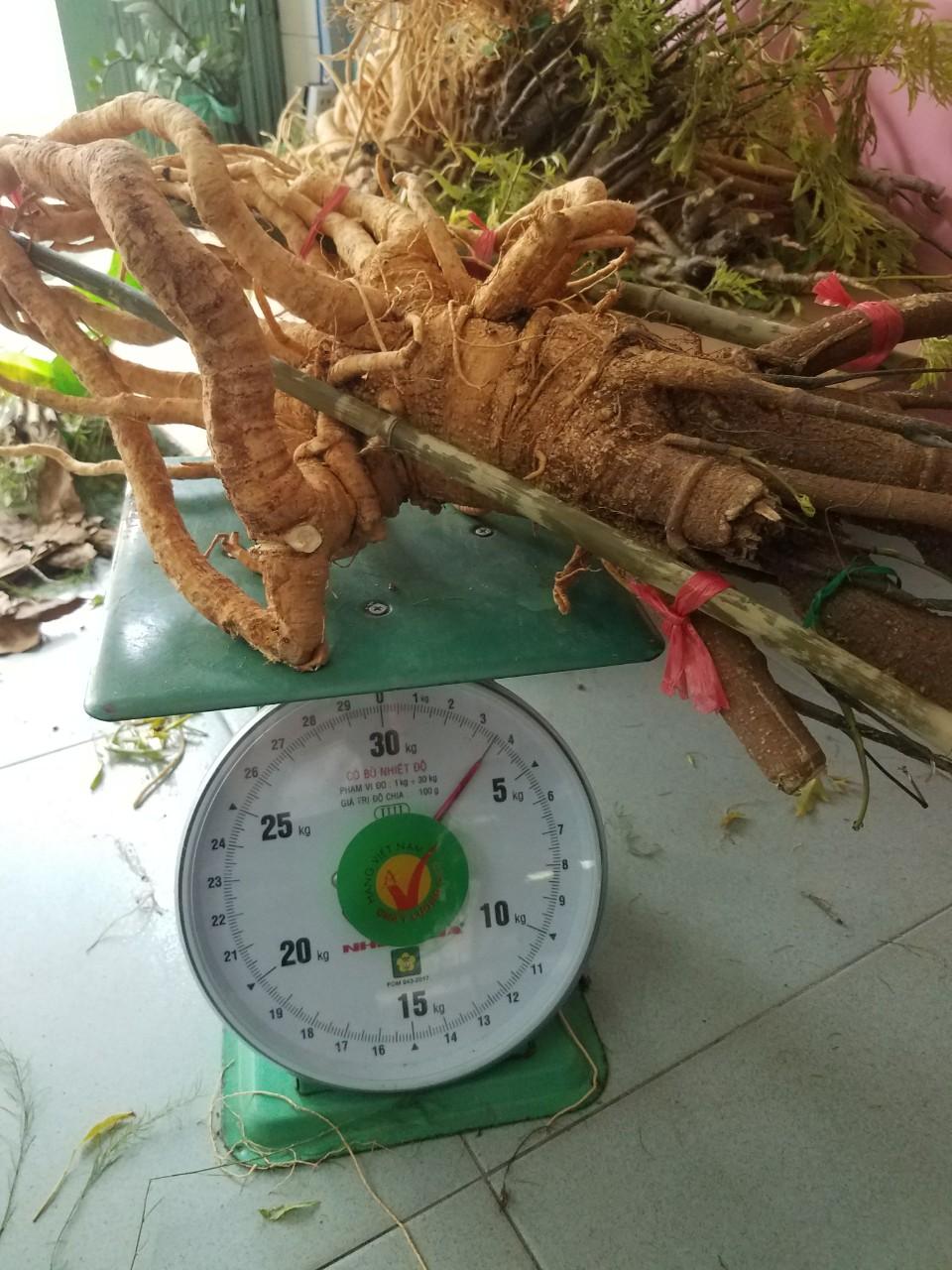 [HCM]Củ đinh lăng tươi  củ 1-1.3kg/củ