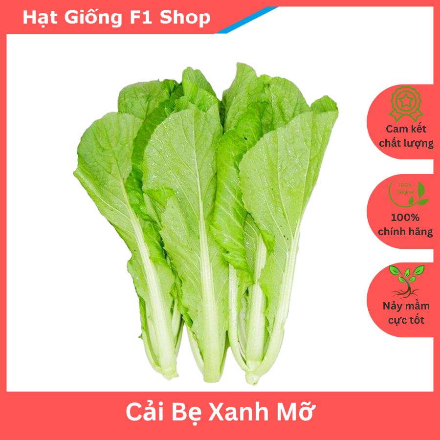 Hạt Giống Cải Bẹ Xanh Mỡ 20 Gam