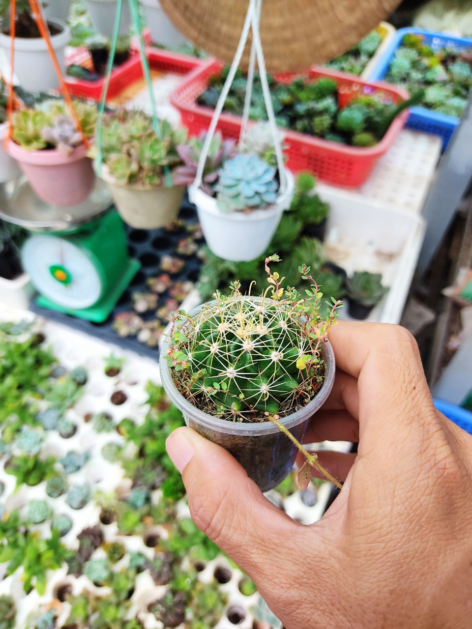 Xương rồng HAMATO (nhiều size)