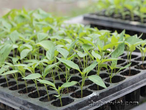 Khay Ươm Vỉ Ươm Hạt Cây Con 104 Lỗ -[Seeds]