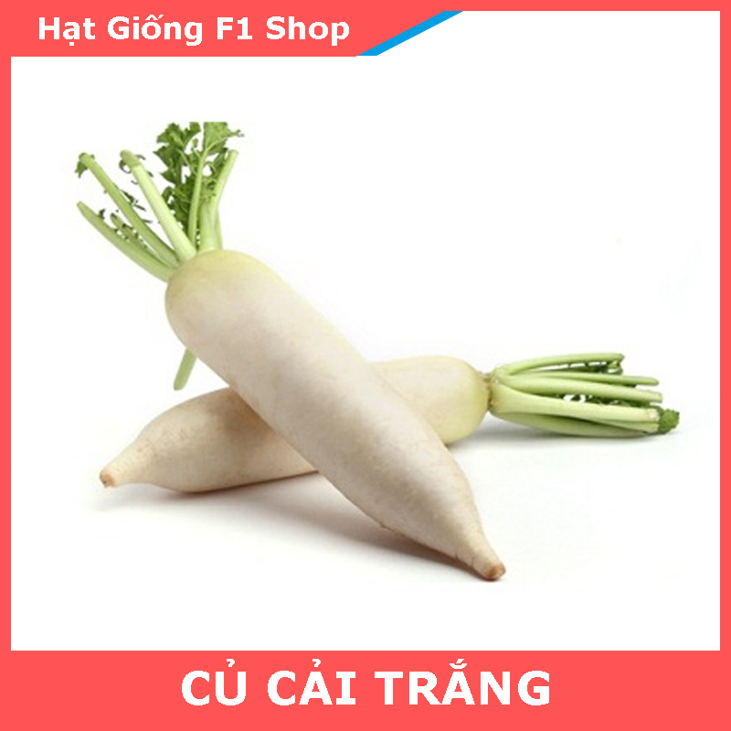 Hạt Giống Củ Cải Trắng Củ Lớn