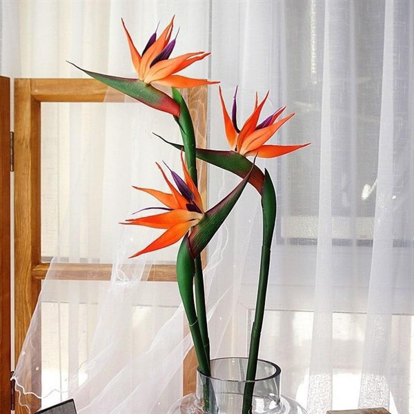 Cây thiên điểu - Strelitzia reginae
