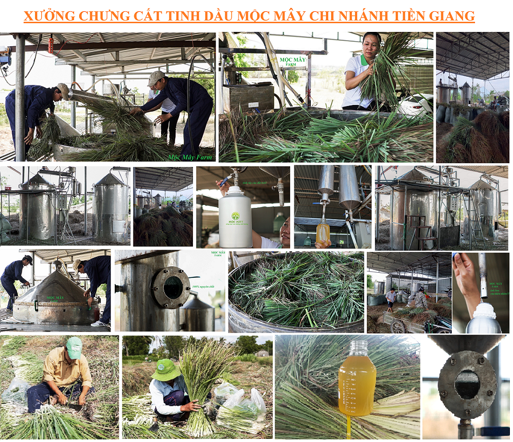 Tinh dầu sả chanh Mộc Mây - tinh dầu nguyên chất từ thiên nhiên, xông phòng, thơm phòng, thư giản, đuổi muỗi, đạt tiêu chuẩn xuất khẩu