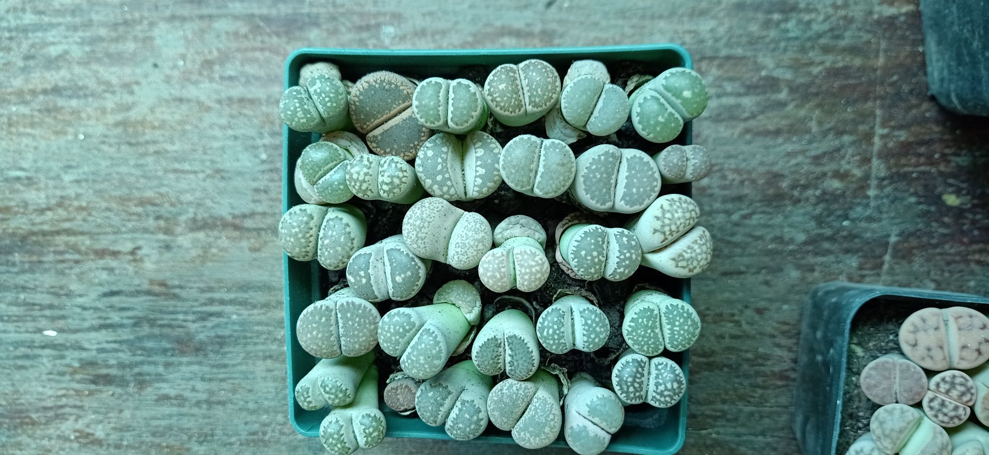 sen mông chậu to nhiều cây