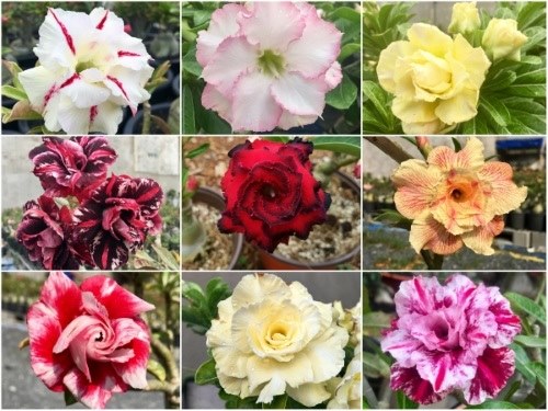 Cây giống Hoa Sứ Thái kép