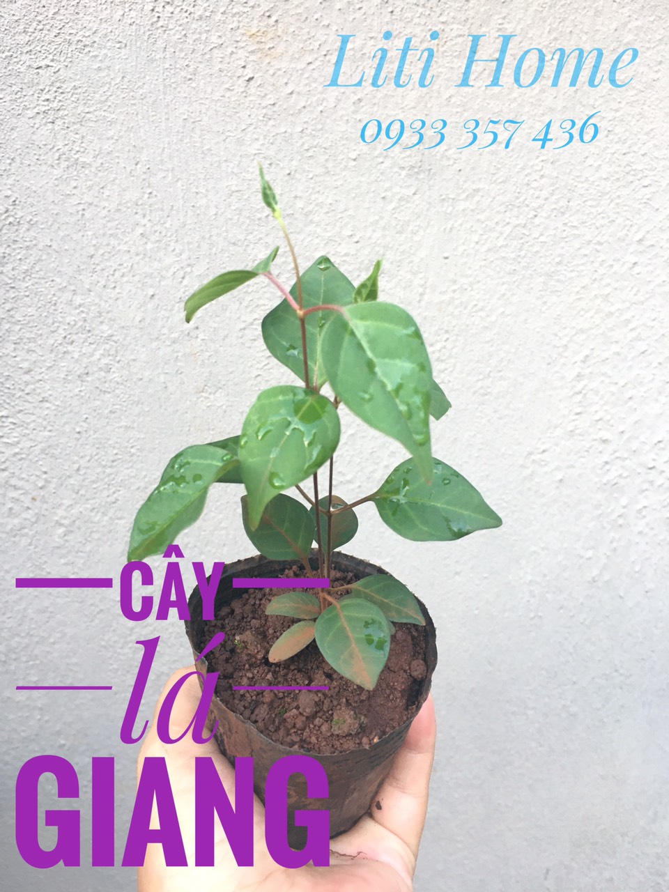 Cây lá giang, cây giống lá giang (1 cây).