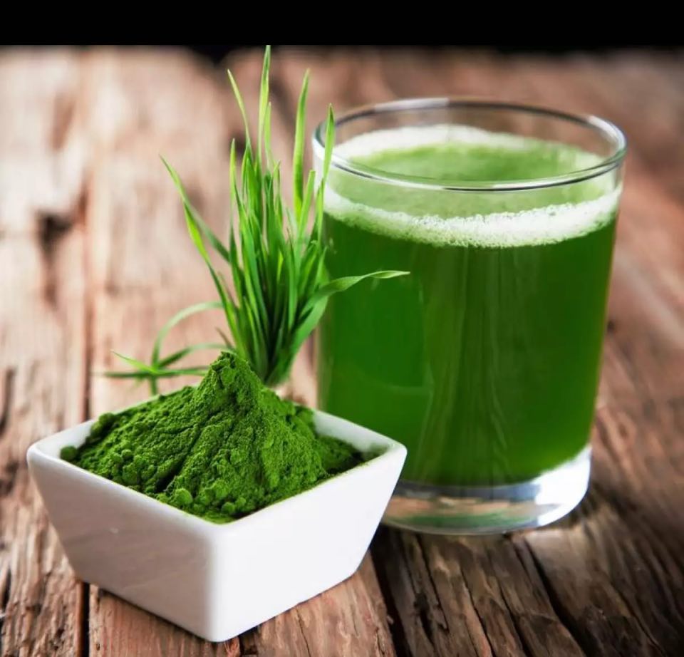 2kg hạt giống cỏ lúa mì (cỏ mèo) ươm nảy mầm đa công dụng.